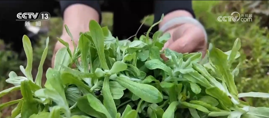 春季消费市场“春鲜”热潮涌动 “春日经济”活力十足