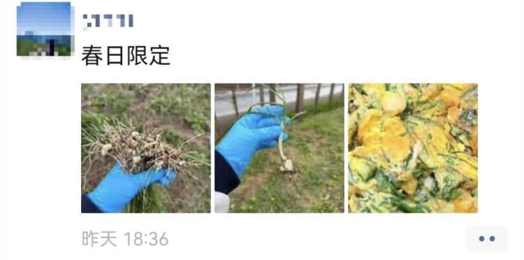 别再跟风“挖野菜”了！上海最近多人中招，被紧急送医