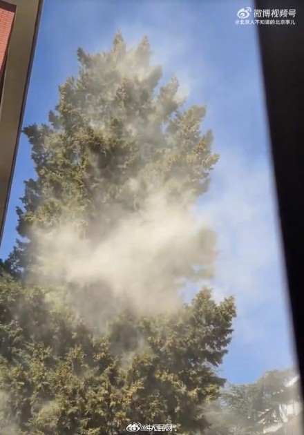 注意防护！27至29日北方多地花粉浓度高峰期