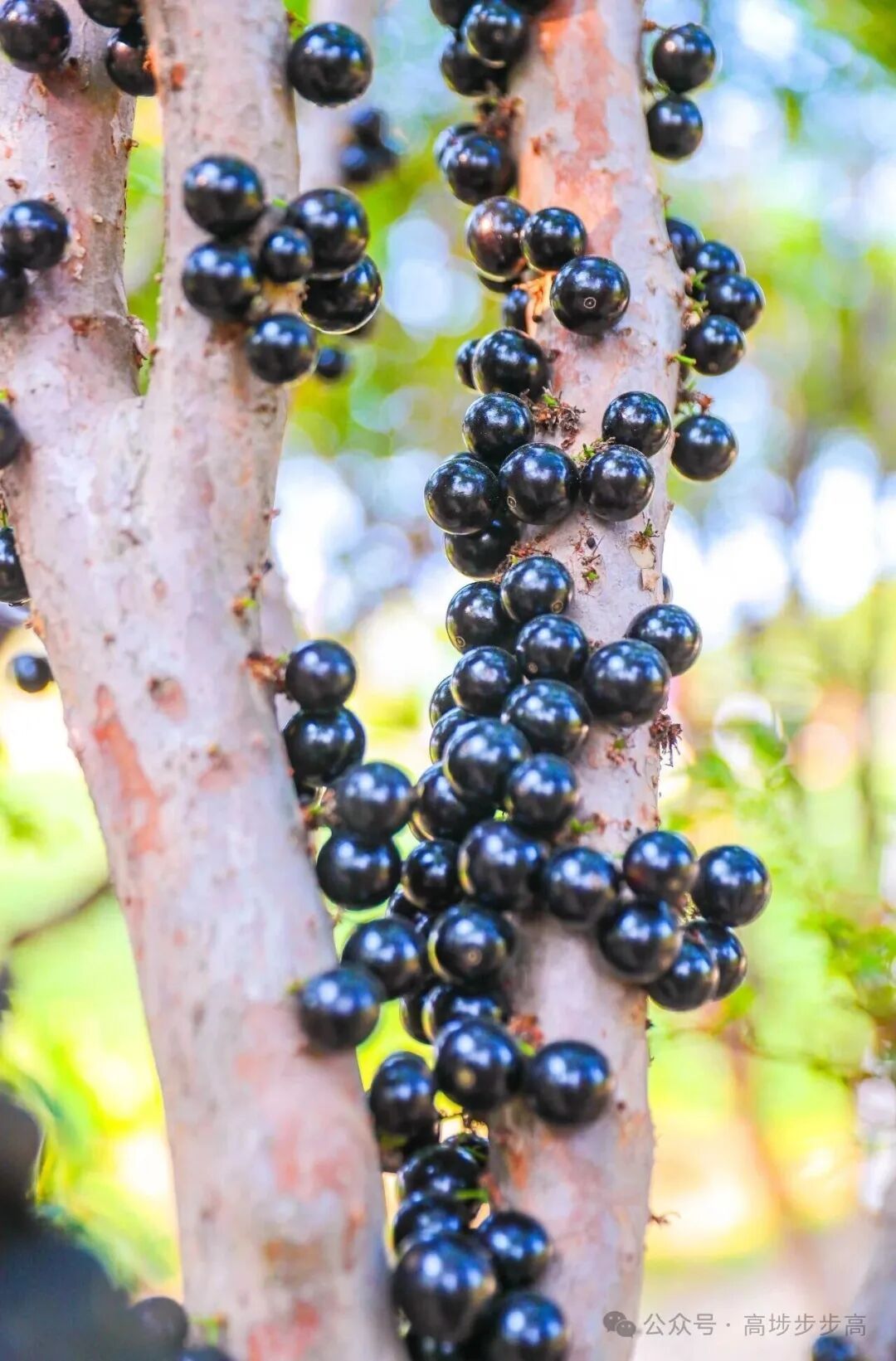 夸张！曾经500元/斤，现在随便吃？在东莞很常见→