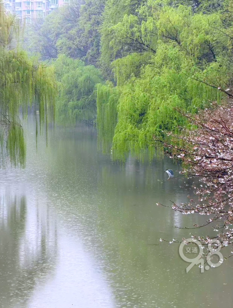 大爆发！杭州一医院就诊人数激增40%，最近不少人中招；医生提醒：重点小心风媒花