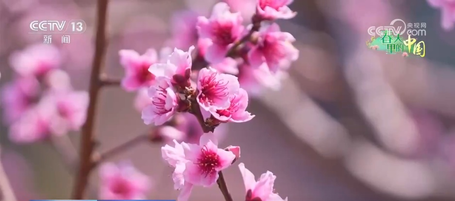 各地“花”样文旅“圈粉”引客来 “春日流量”奔涌激活“消费DNA”