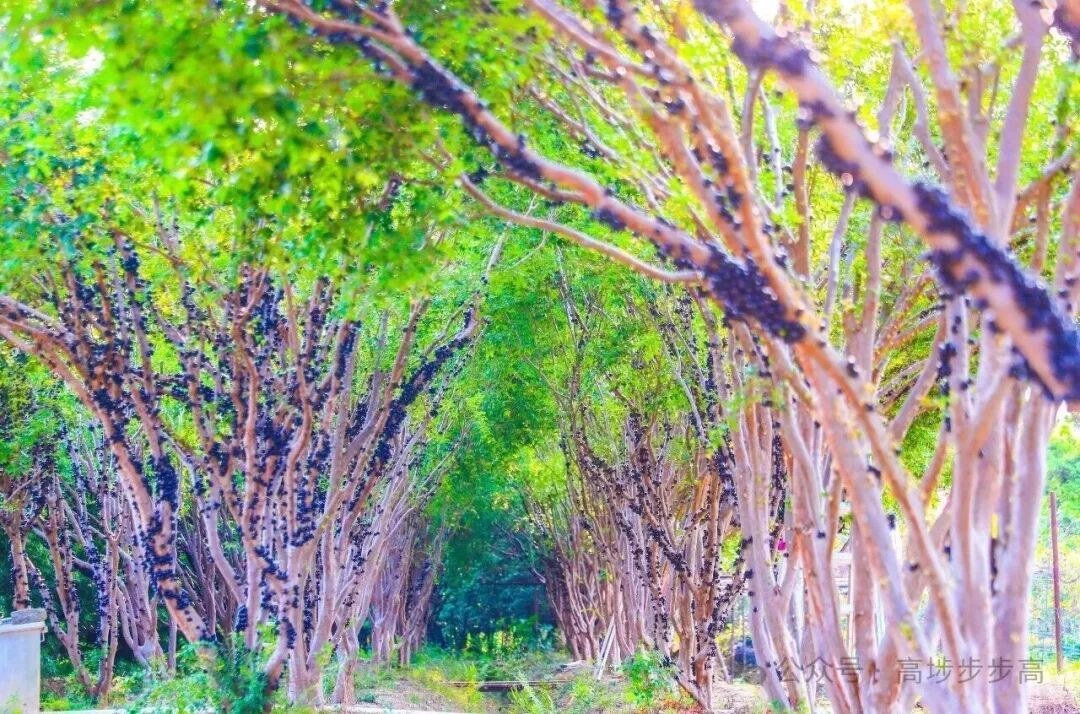 夸张！曾经500元/斤，现在随便吃？在东莞很常见→