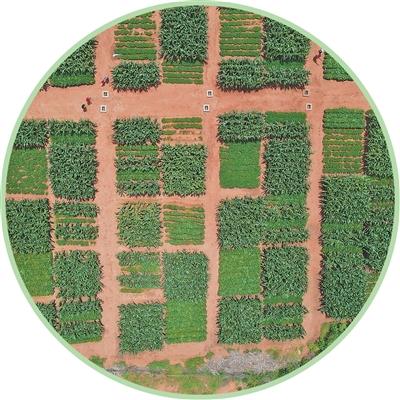 中非科技小院首位博士生，回到家乡后带来这些变化