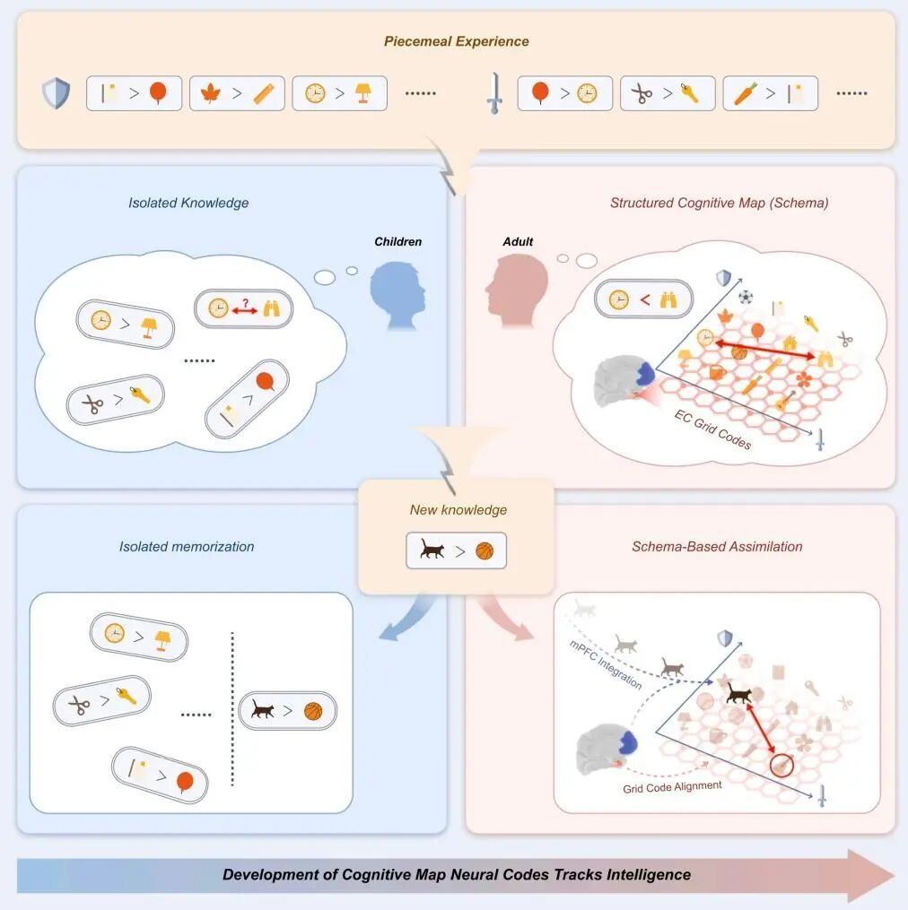 人为何能“举一反三”？