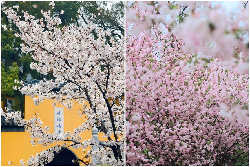 樱花还是海棠?别再傻傻分不清! 樱花还是海棠?别再傻傻分不清!