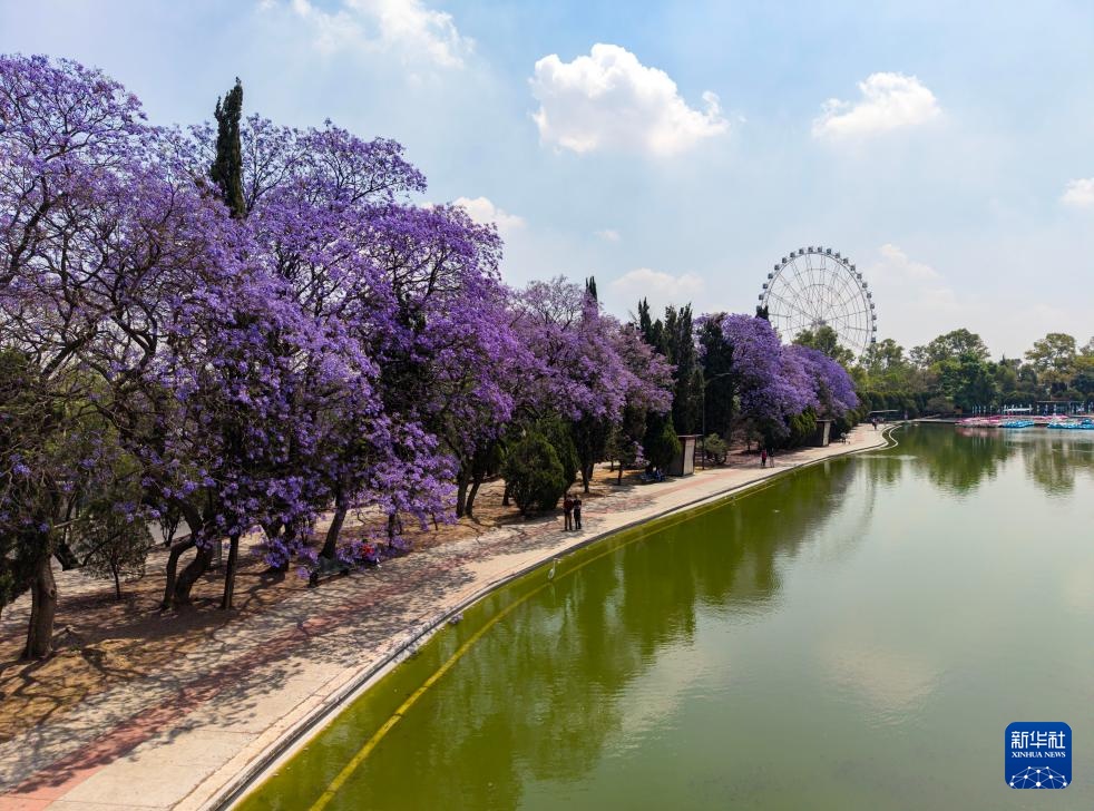 春日墨西哥城：蓝花楹盛开