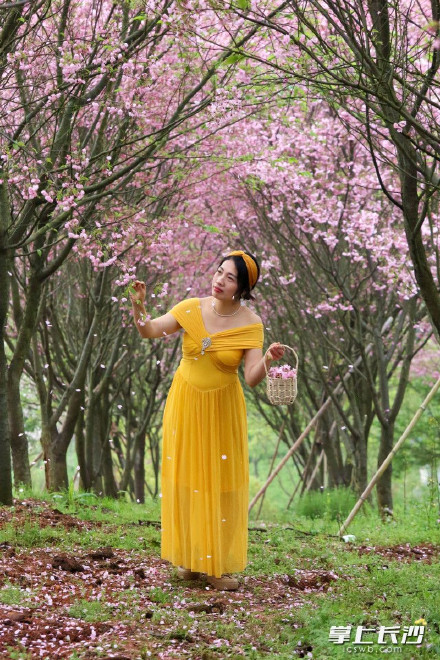 长沙80亩樱花林迎来盛花期 长沙80亩樱花林迎来盛花期