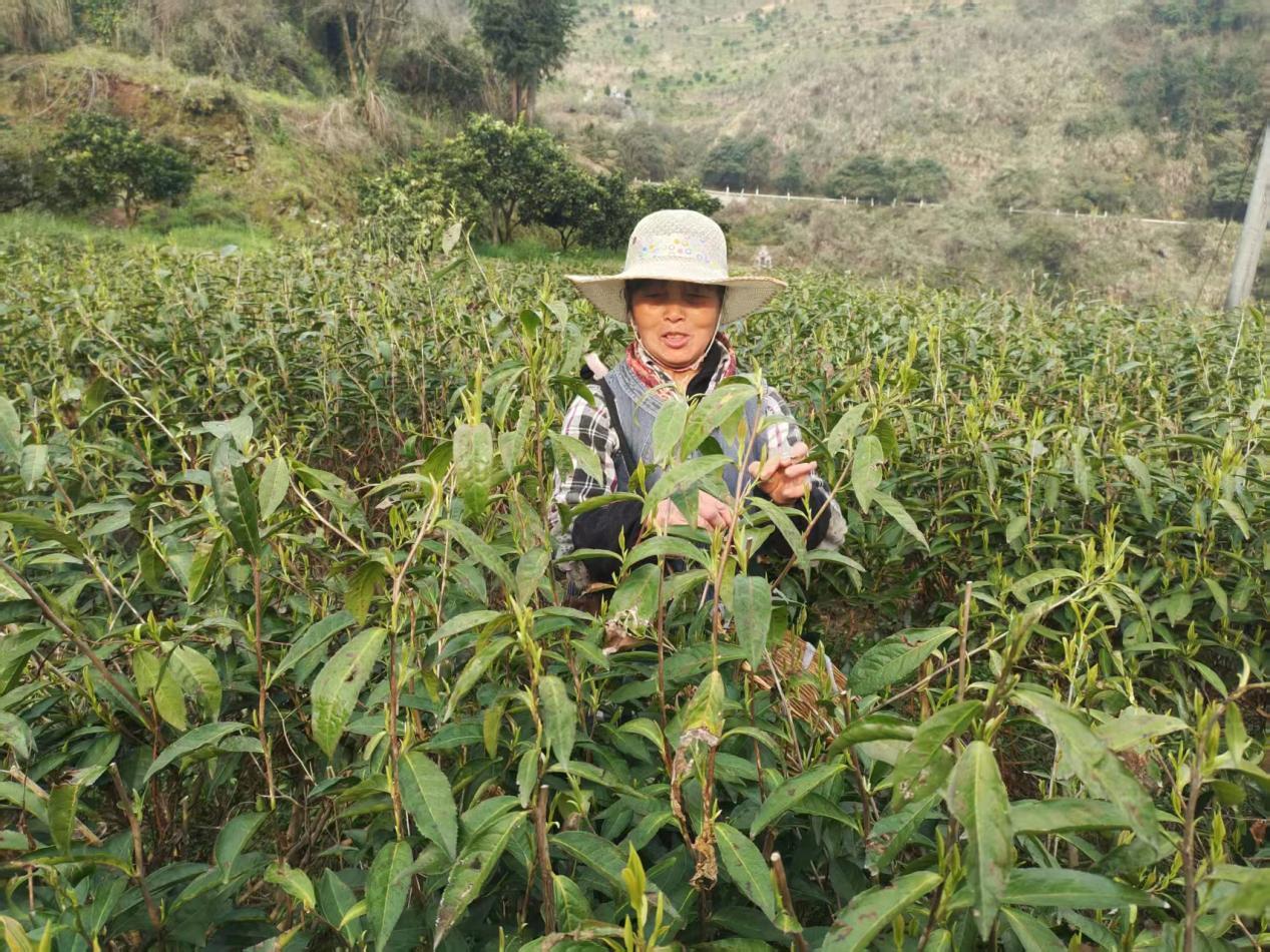 湖南保靖春耕生产一线见闻
