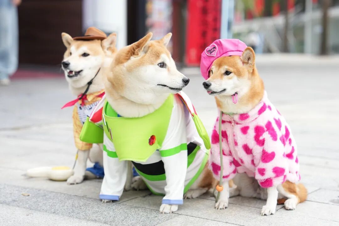 有一种亲密陪伴或会令人过敏？别慌，广州有医院率先作出应对