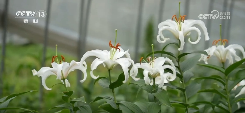 从“赏花1.0”到“文旅2.0” “生态花景”变为乡村振兴“增收钱景”