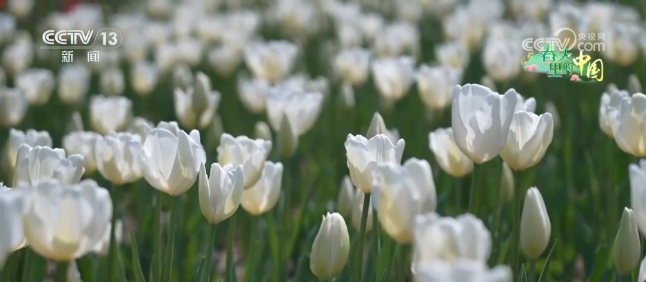 “乡村美景+农家生活”沉浸式赏花引客来 村民在家门口吃上“旅游饭”