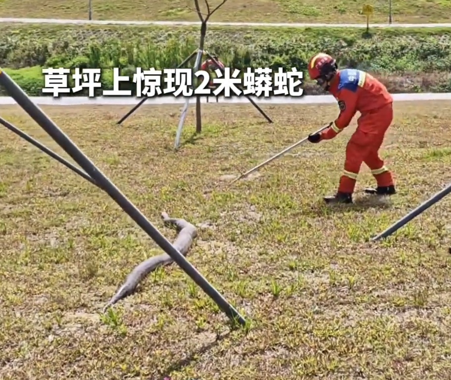 好肥好大！2米多长40 多斤巨蟒在广东晒太阳时被抓！街坊：年前刚抓一条，疑是一对！