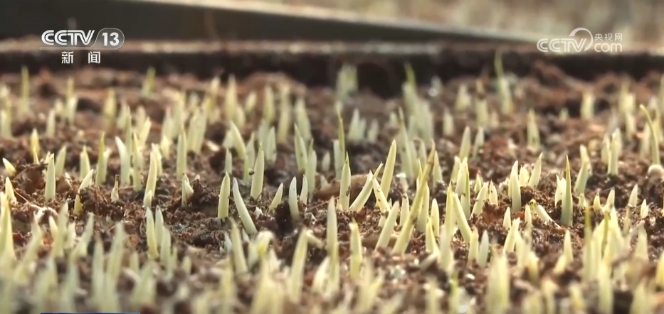 物联网、大数据……“科技+”守护万亩良田 “智”管模式夯实丰产基础 物联网、大数据……“科技+”守护万亩良田 “智”管模式夯实丰产基础