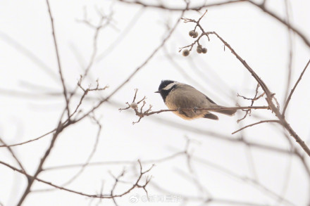 上海多区罕见鸟扎堆现身 上海多区罕见鸟扎堆现身