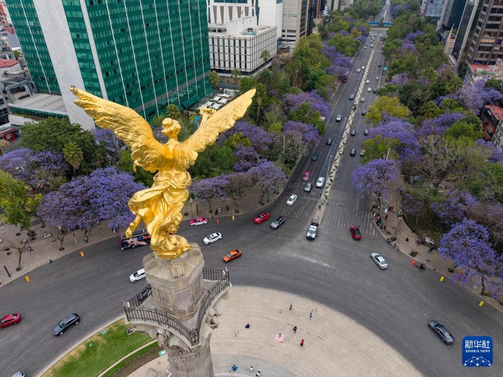 春日墨西哥城：蓝花楹盛开