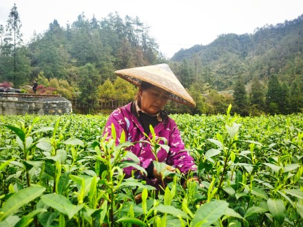 湖南进入阴雨模式考验春茶采摘