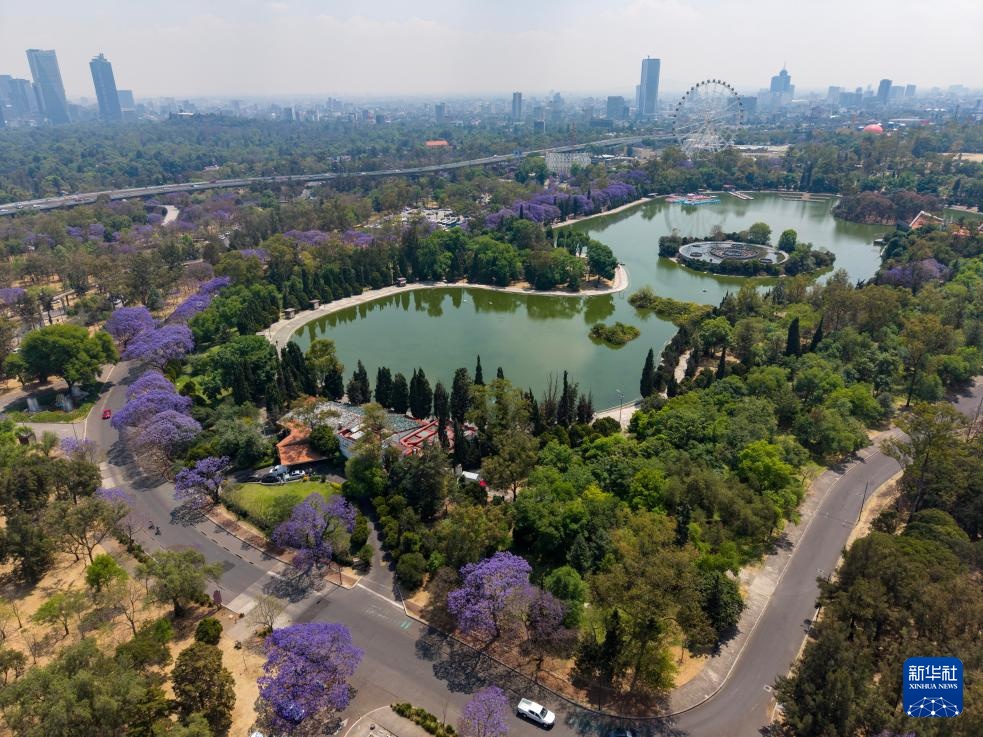 春日墨西哥城：蓝花楹盛开