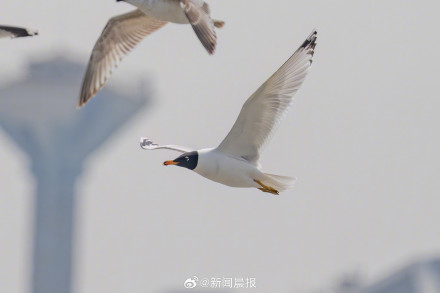 上海多区罕见鸟扎堆现身 上海多区罕见鸟扎堆现身