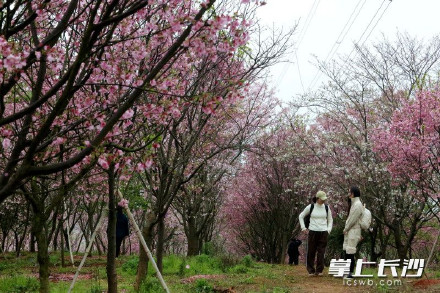长沙80亩樱花林迎来盛花期 长沙80亩樱花林迎来盛花期