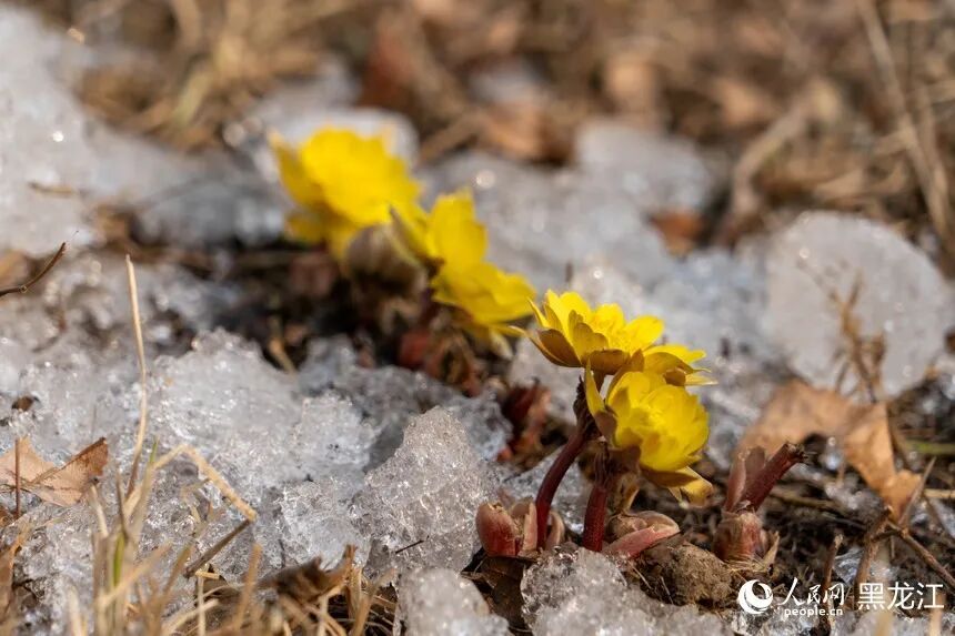 哈尔滨:“报春第一花”悄然绽放 哈尔滨:“报春第一花”悄然绽放