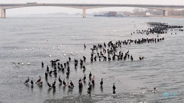壮观!数百只鸬鹚集结松花江 百米长队乐享“冻鱼大餐” 壮观!数百只鸬鹚集结松花江 百米长队乐享“冻鱼大餐”