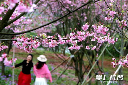 长沙80亩樱花林迎来盛花期 长沙80亩樱花林迎来盛花期