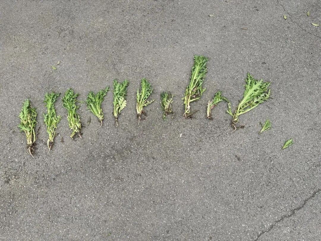 “提鲜?治病?喂鸡?”统统都是假的! “提鲜?治病?喂鸡?”统统都是假的!