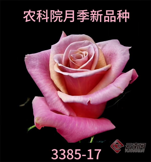 曾掩面而泣的80岁老人,如今她有了以自己名字命名的月季 曾掩面而泣的80岁老人,如今她有了以自己名字命名的月季