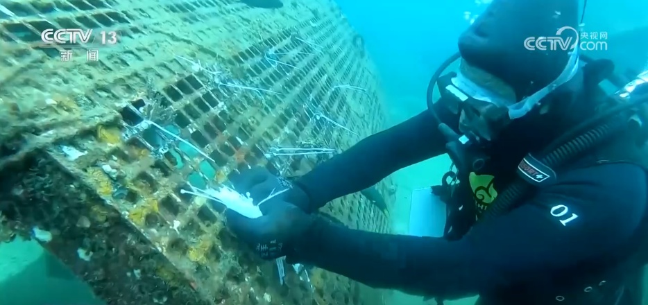 自贸港观潮 | 触摸绿色“脉搏” 生态保护“组合拳”为“森林”生机注入力量 自贸港观潮 | 触摸绿色“脉搏” 生态保护“组合拳”为“森林”生机注入力量