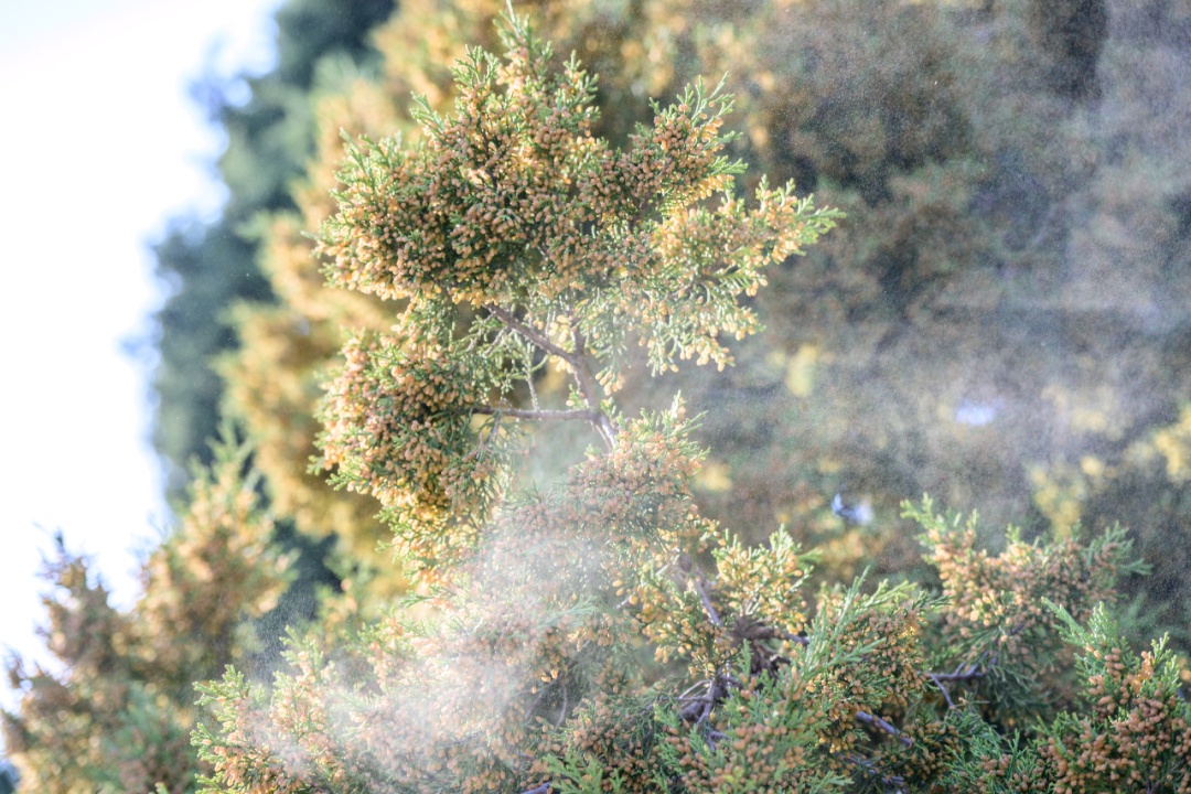 花粉季来袭!出现这些状况,千万别硬扛→ 花粉季来袭!出现这些状况,千万别硬扛→