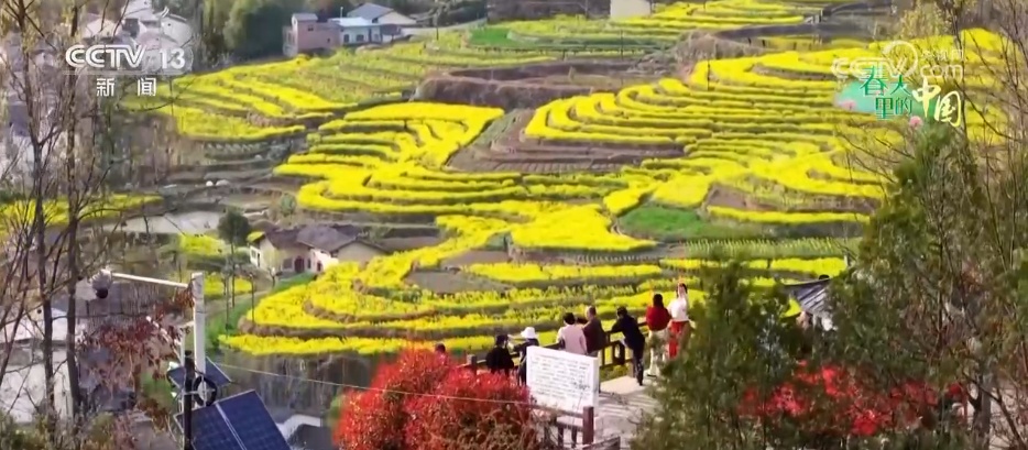 “乡村美景+农家生活”沉浸式赏花引客来 村民在家门口吃上“旅游饭”