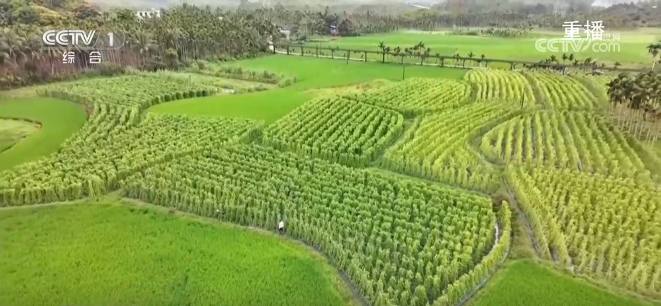 “工厂化”育秧、AI建模……科技助力春耕生产跑出“加速度” “工厂化”育秧、AI建模……科技助力春耕生产跑出“加速度”