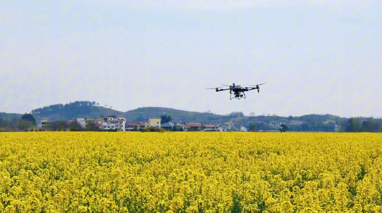 21万亩油菜花海“流金” 湖南武冈大力发展“赏花经济”