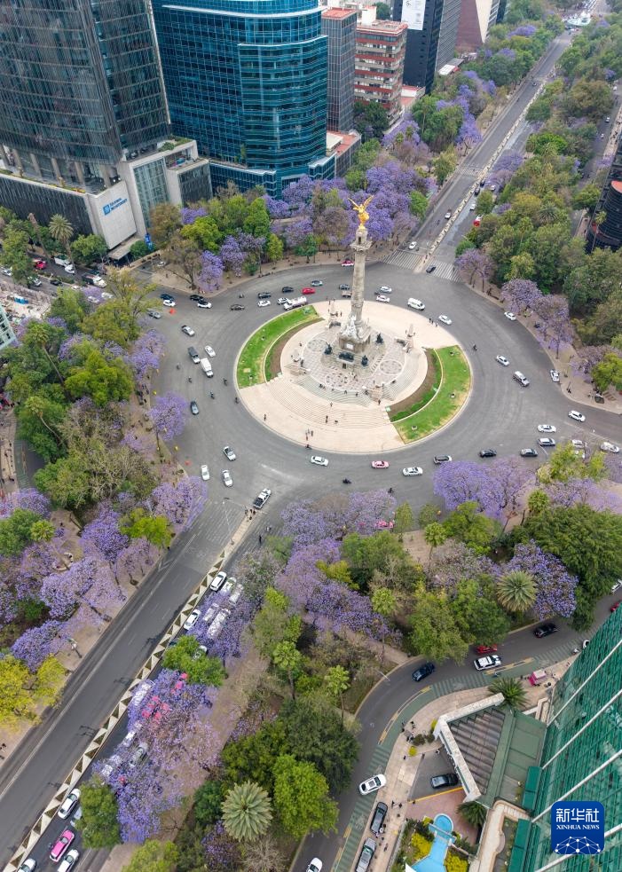 春日墨西哥城：蓝花楹盛开