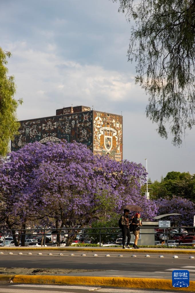 春日墨西哥城：蓝花楹盛开