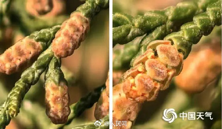 春季防花粉过敏小贴士 春季防花粉过敏小贴士