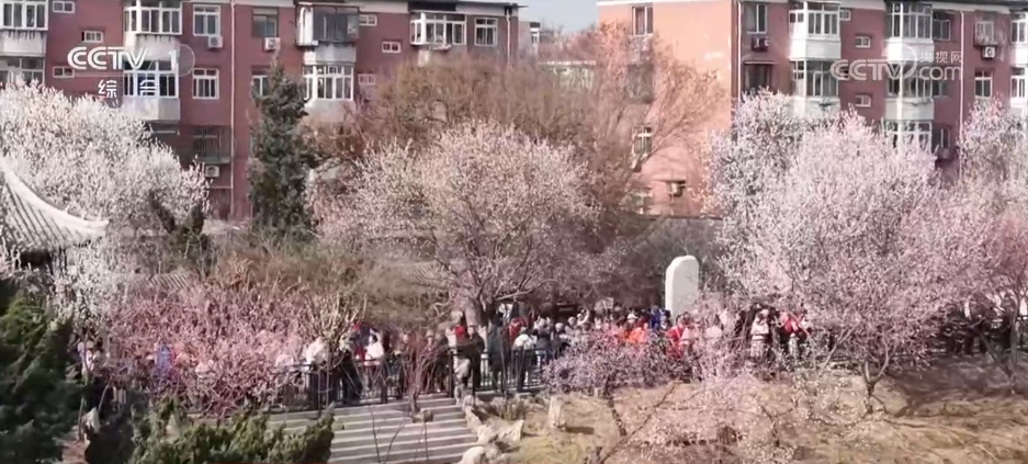 “赏花+文化+休闲”多元场景不断“上新” “春日经济”释放消费新活力 “赏花+文化+休闲”多元场景不断“上新” “春日经济”释放消费新活力
