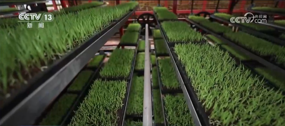 稳面积、提单产 科技“慧”种地助力早稻生产“加速跑” 稳面积、提单产 科技“慧”种地助力早稻生产“加速跑”