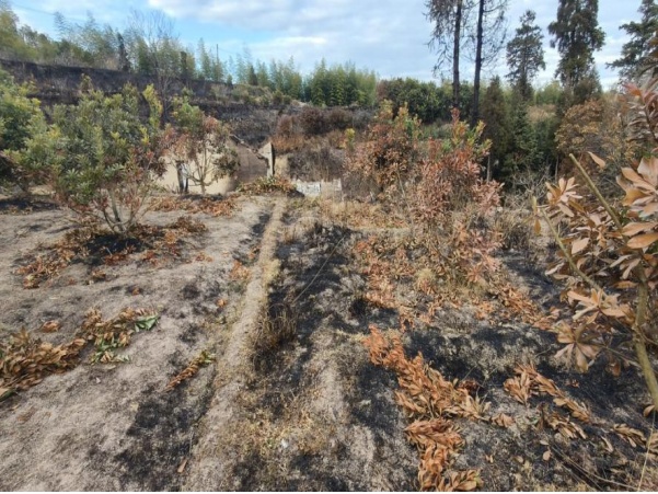 一村民除草时图省事,换来12日拘留…… 一村民除草时图省事,换来12日拘留……