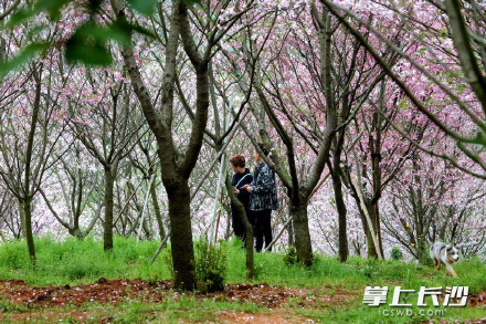 长沙80亩樱花林迎来盛花期 长沙80亩樱花林迎来盛花期