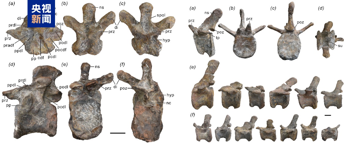 云南大理发现早侏罗世蜥脚型类恐龙新属种 定名“凤鸣祥云龙”