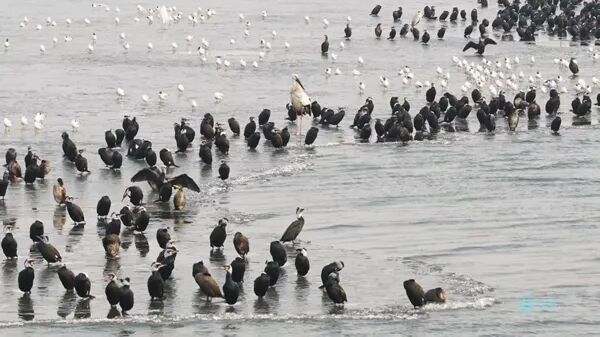 壮观!数百只鸬鹚集结松花江 百米长队乐享“冻鱼大餐” 壮观!数百只鸬鹚集结松花江 百米长队乐享“冻鱼大餐”