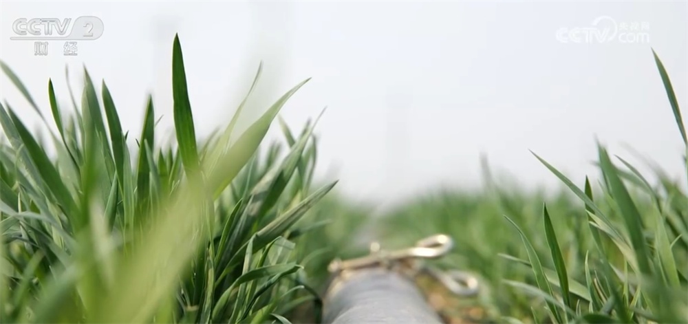 春耕春管进展顺利为“稳产+丰产”筑牢根基 多举措织密冬小麦春灌“保障网”