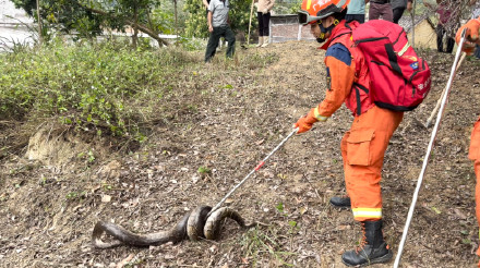 男子上山扫墓惊醒20斤重大蟒蛇
