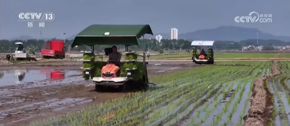 稳面积、提单产 科技“慧”种地助力早稻生产“加速跑” 稳面积、提单产 科技“慧”种地助力早稻生产“加速跑”