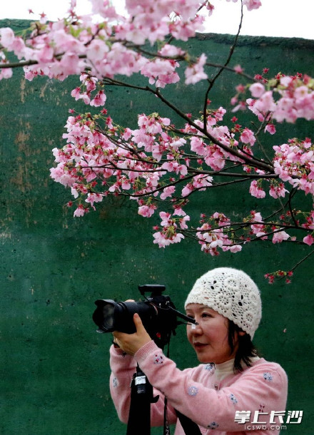 长沙80亩樱花林迎来盛花期 长沙80亩樱花林迎来盛花期