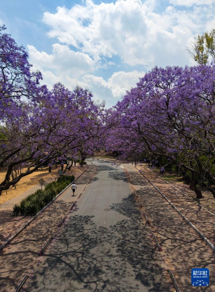 春日墨西哥城：蓝花楹盛开