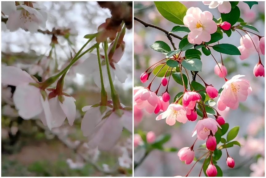 樱花还是海棠?别再傻傻分不清! 樱花还是海棠?别再傻傻分不清!