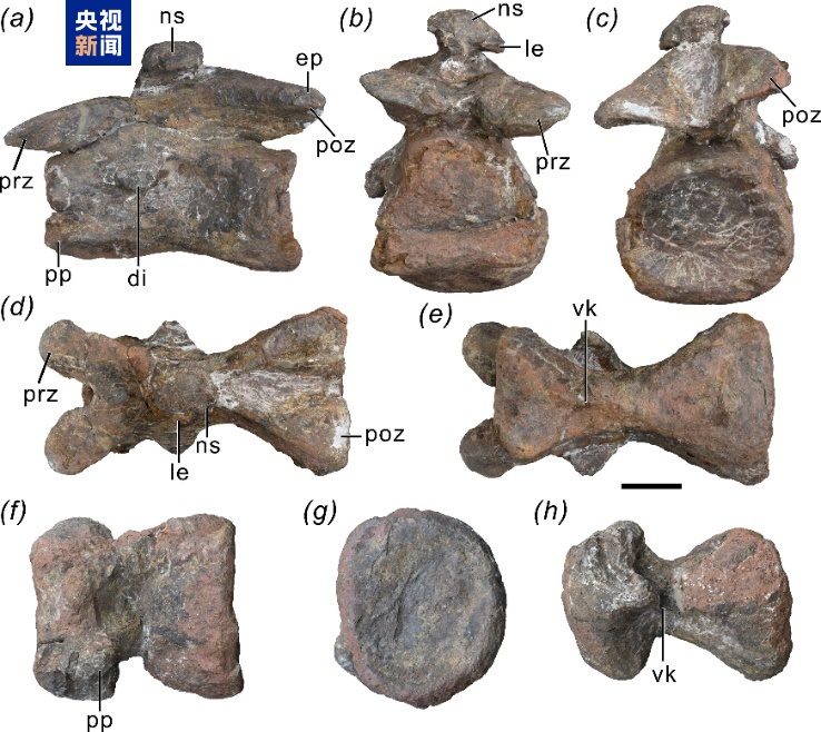 云南大理发现早侏罗世蜥脚型类恐龙新属种 定名“凤鸣祥云龙”